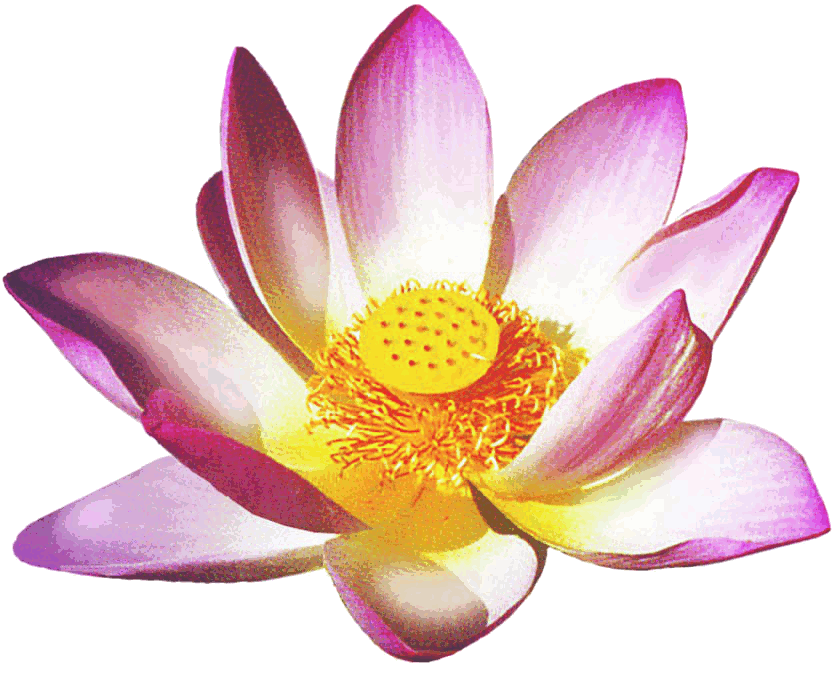 Lotus